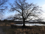 Bergvennen